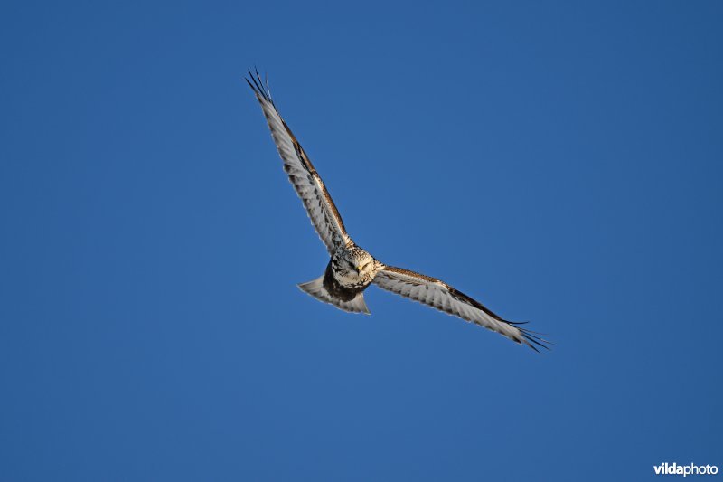 Ruigpootbuizerd