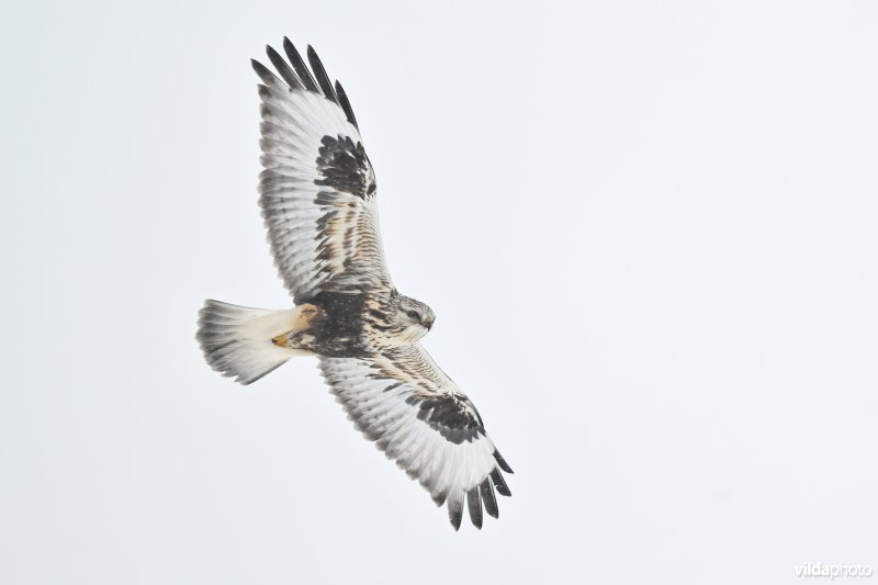 Ruigpootbuizerd