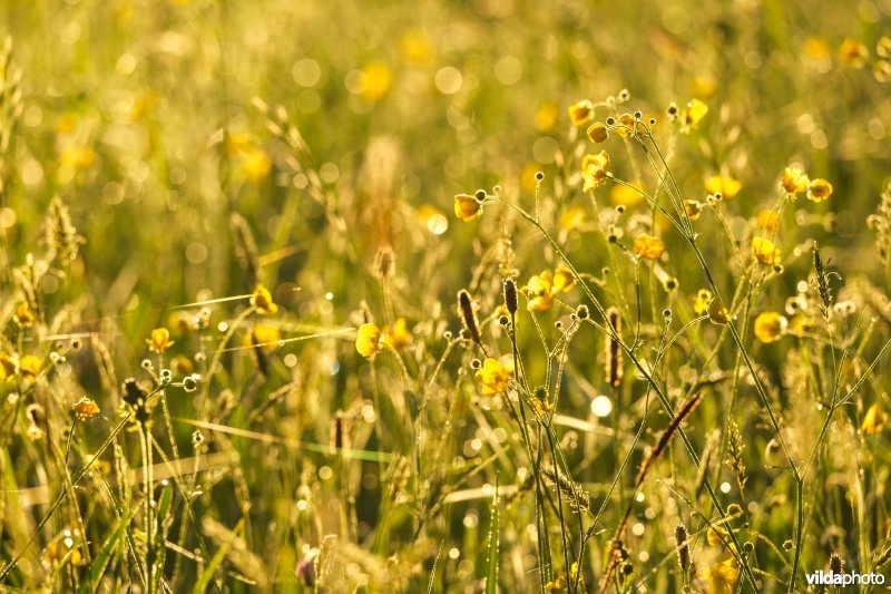 Boterbloemen bij zonsopgang
