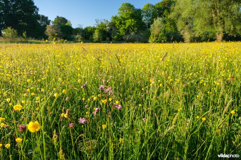 Bloemrijk vochtig grasland