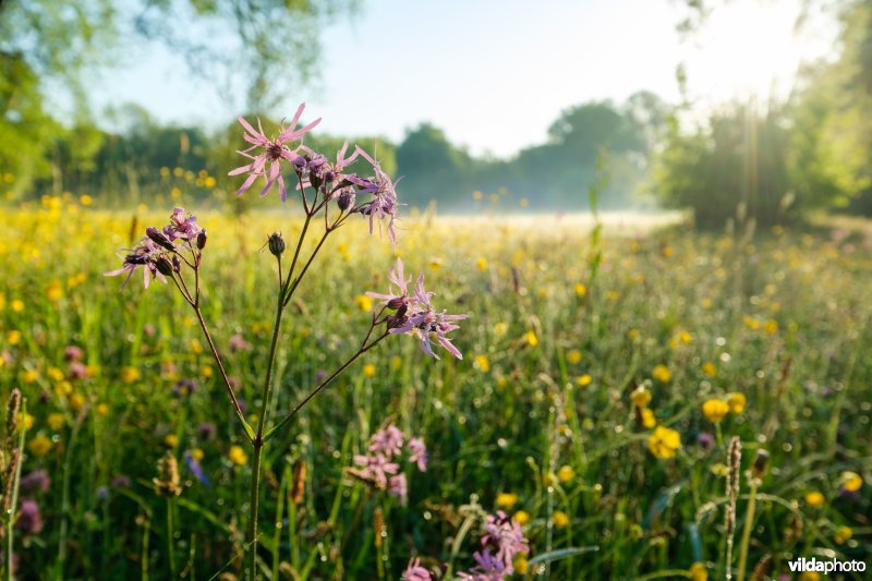 Bloemrijk vochtig grasland
