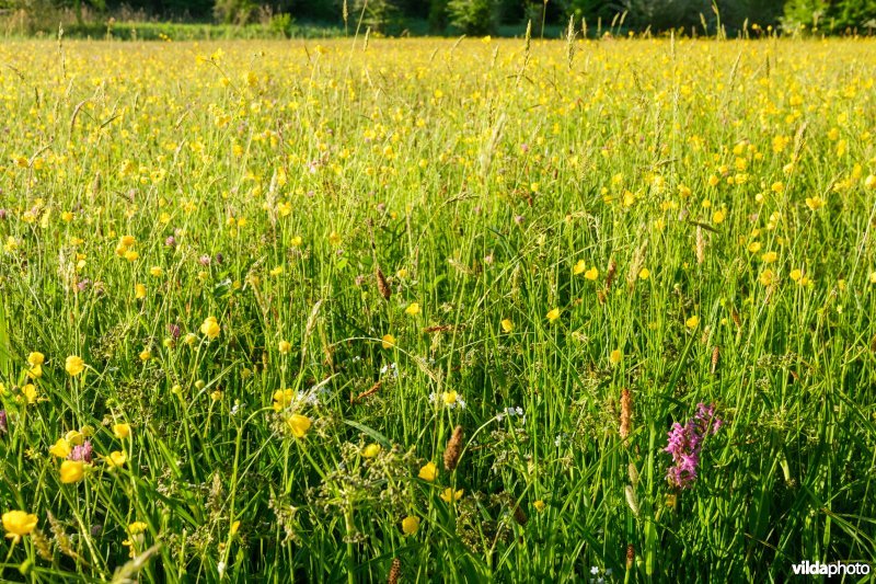 Bloemrijk vochtig grasland