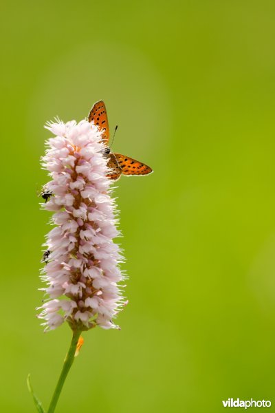 Blauwe vuurvlinder op adderwortel