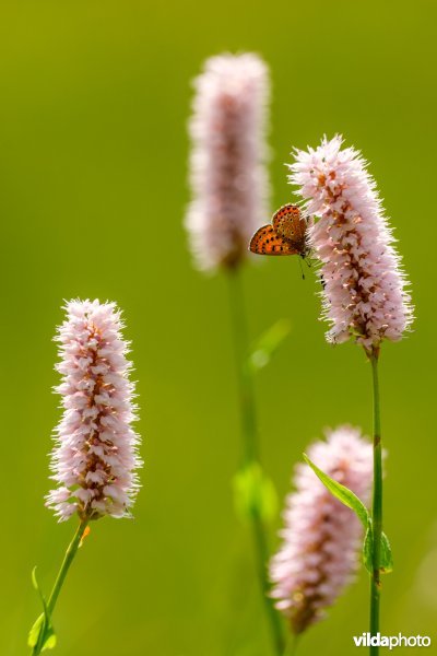 Blauwe vuurvlinder op adderwortel