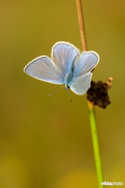 Icarusblauwtje