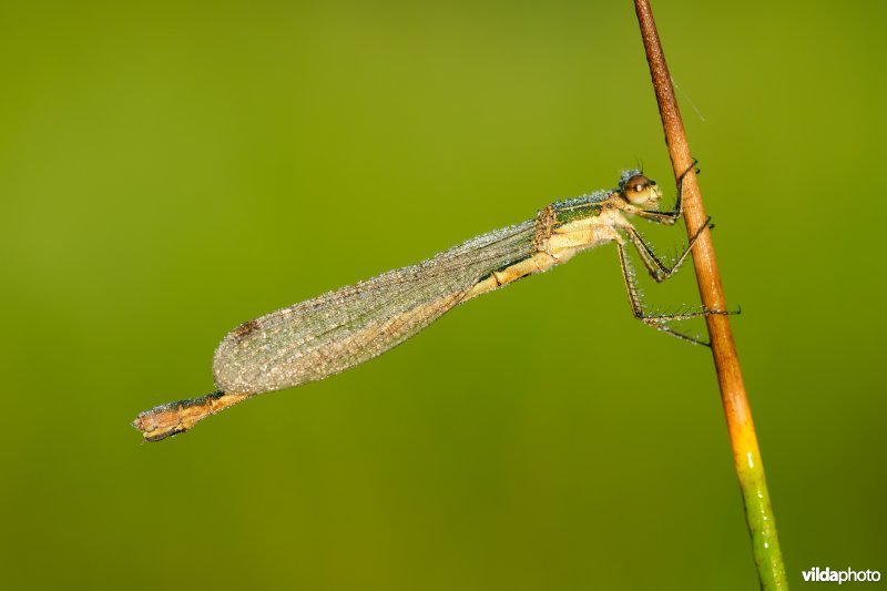 Gewone pantserjuffer met ochtenddauw
