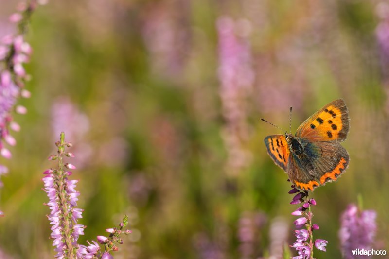 Kleine vuurvlinder op struikhei