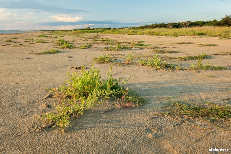 Natuurstreefbeeld 2110 – Embryonale duinen