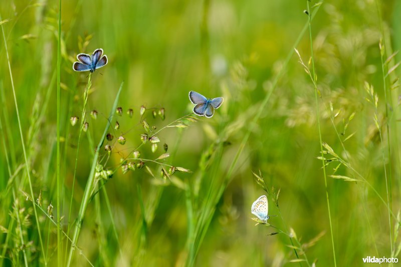 Slaapgezelschap van heideblauwtjes