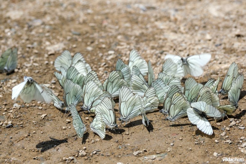 Drinkende Groot geaderd witjes