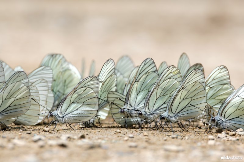 Drinkende Groot geaderd witjes