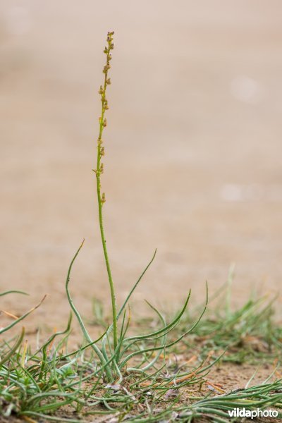 Natuurstreefbeeld 2110 – Embryonale duinen