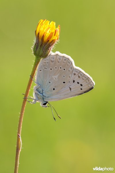 Getand blauwtje