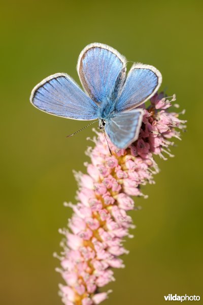 Turkooisblauwtje