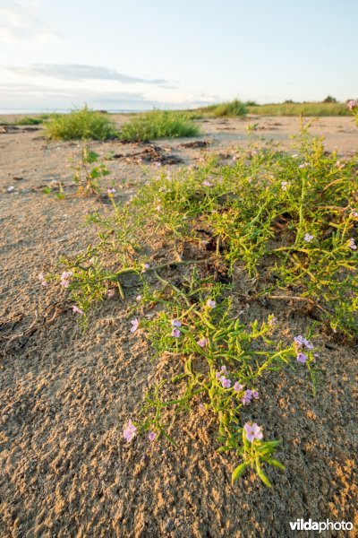 Natuurstreefbeeld 2110 – Embryonale duinen