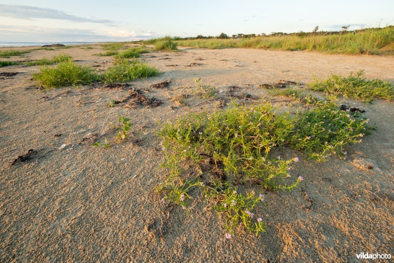 Natuurstreefbeeld 2110 – Embryonale duinen