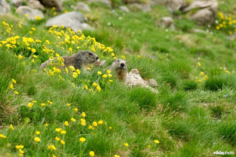 Alpenmarmotten