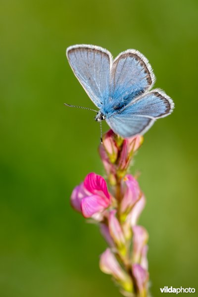 Vlaggewikkeblauwtje