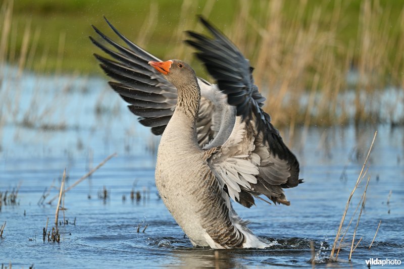 Grauwe gans