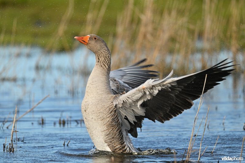 Grauwe gans