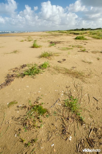 Zoetwaterminnende strandvegetatie