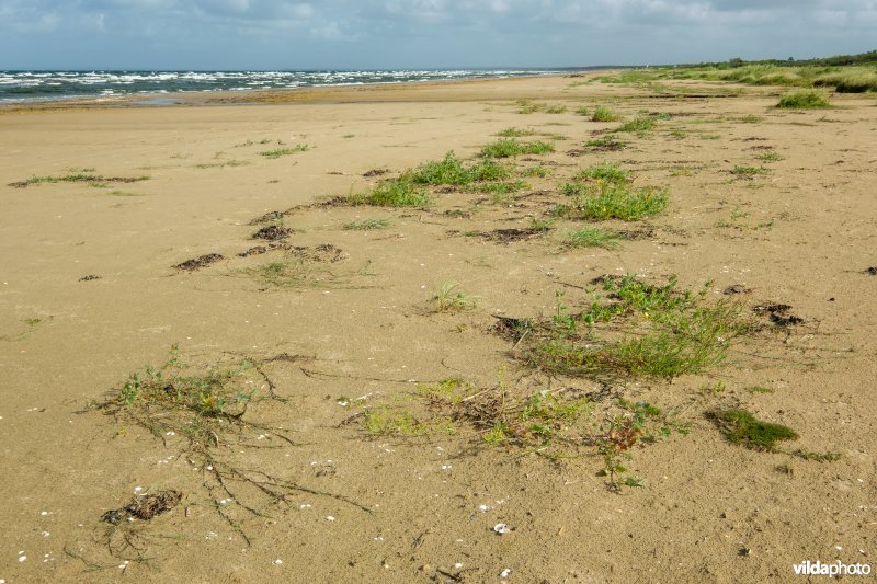 Zoetwaterminnende strandvegetatie