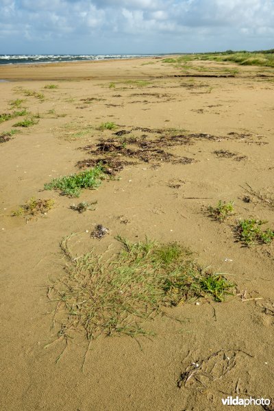 Zoetwaterminnende strandvegetatie
