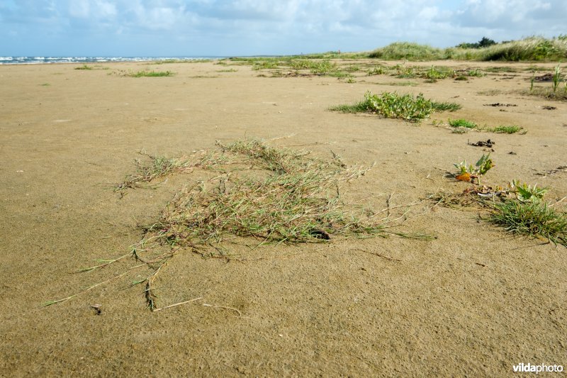 Zoetwaterminnende strandvegetatie