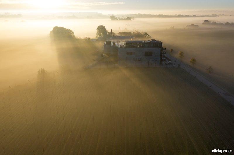 Brouwerij Sint-Bernardus en hoppeteelt