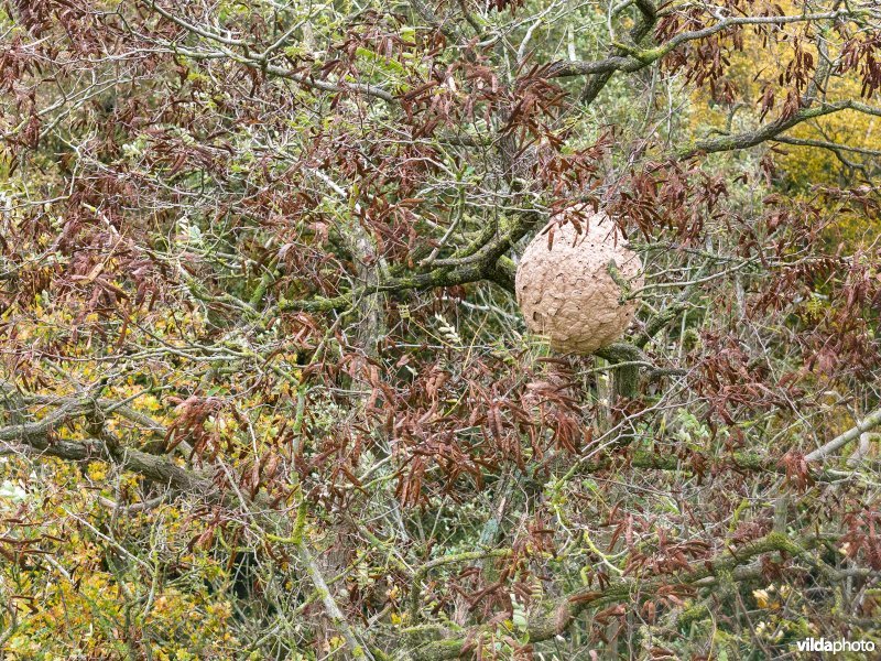 Reutelbos