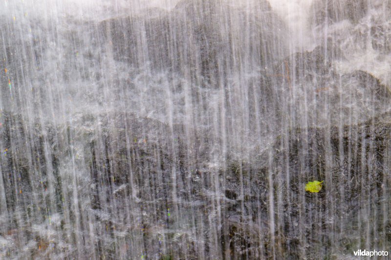 Zwarte els blad in waterval