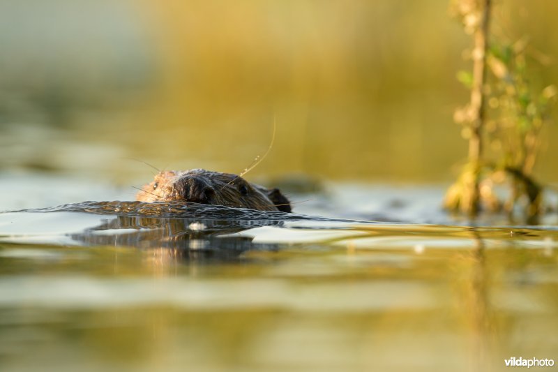 Bever in de Millingerwaard