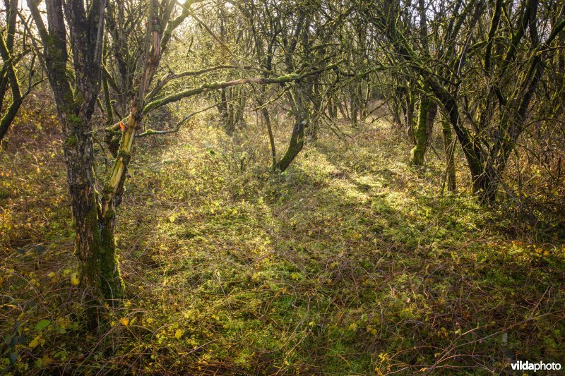 Millingerwaard vlierbos