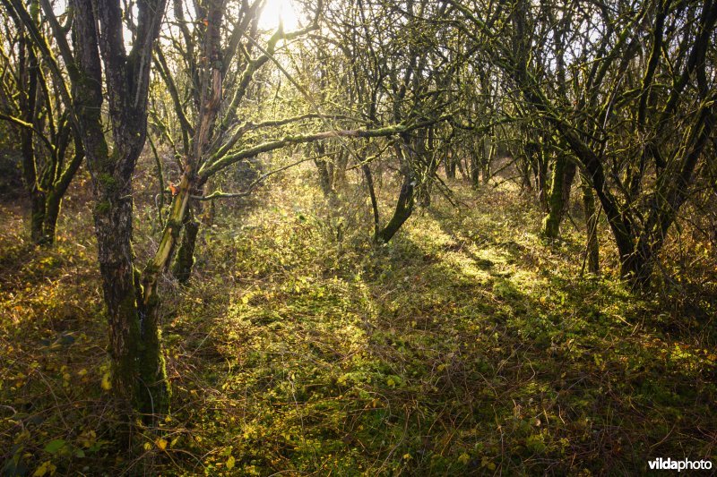 Millingerwaard vlierbos