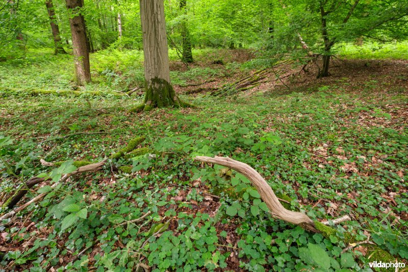 Dichte bodembedekking in een open plek