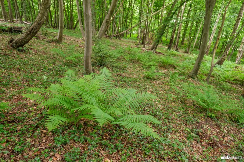 Beperkte bodembedekking in een beukenbos