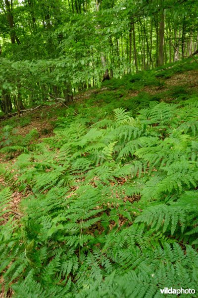 Dichte bodembedekking in een open plek