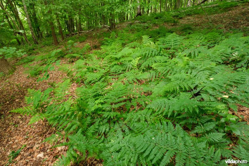 Dichte bodembedekking in een open plek