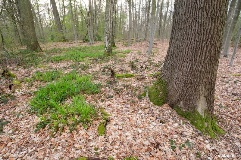 Zuurminnend beukenbos