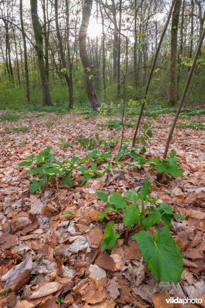 Voorjaarsflora in het Zoniënwoud