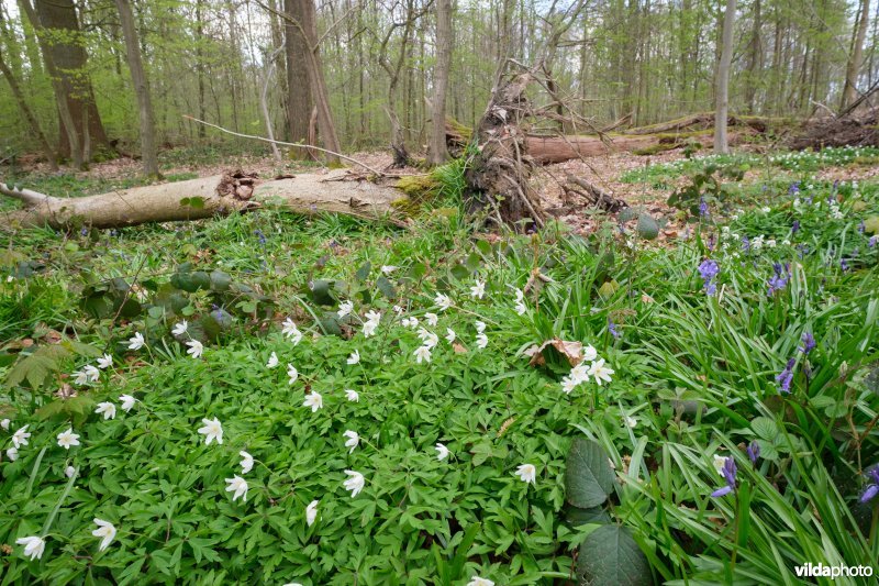 Voorjaarsflora in het Zoniënwoud