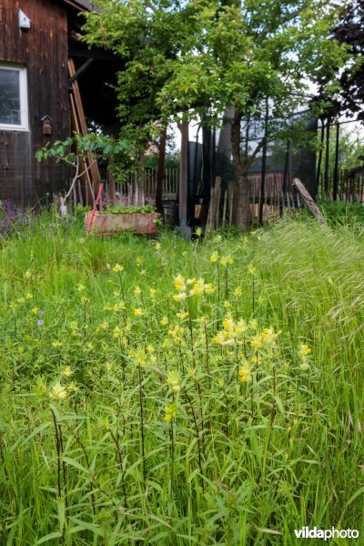 Bloemrijk grasland in een stadstuin