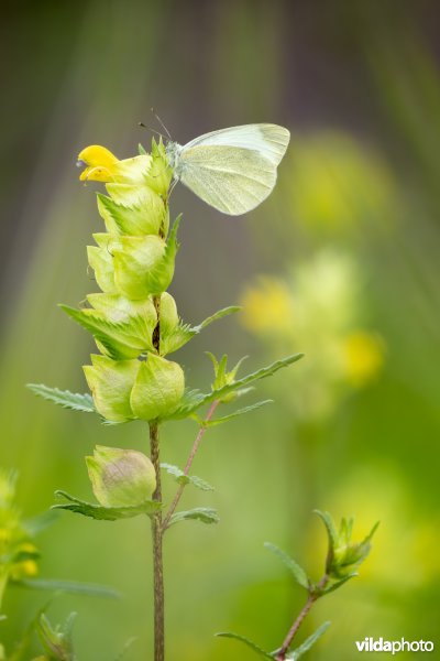 Scheefbloemwitje op grote ratelaar