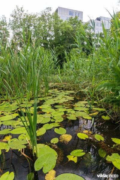 Vijver met gele plomp