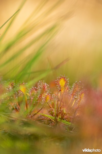 Kleine zonnedauw