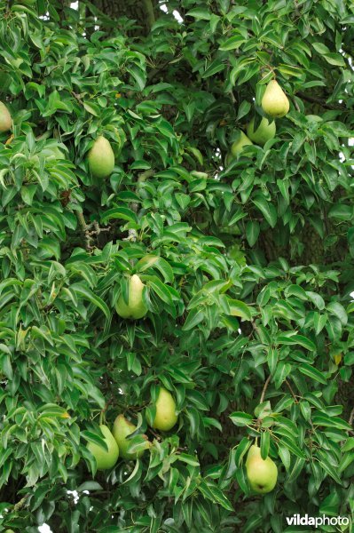 Peren aan de boom