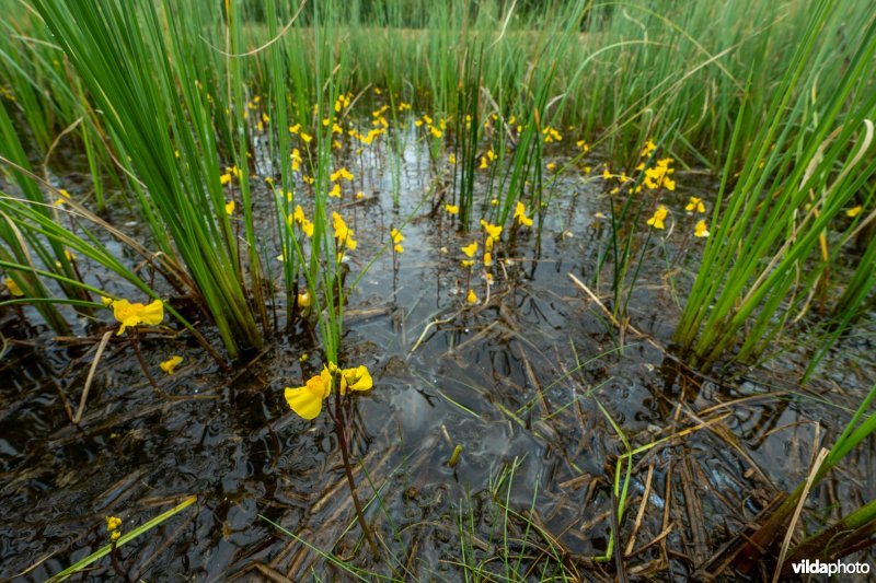Loos blaasjeskruid in kwelrijk water