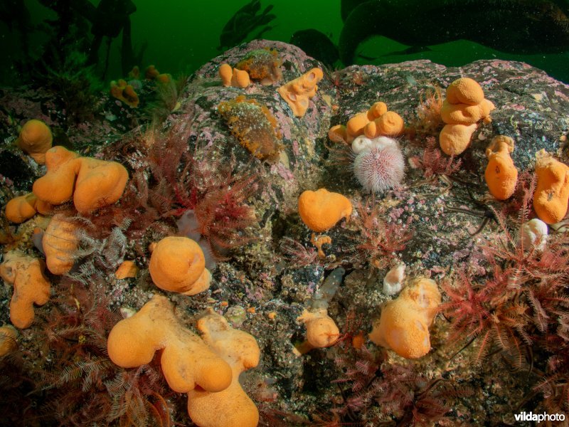 Grote tritonia