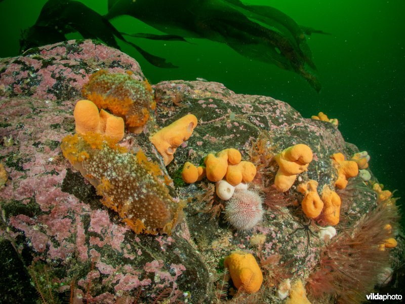 Grote tritonia