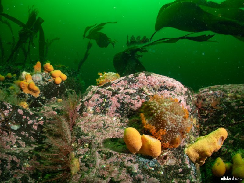 Grote tritonia